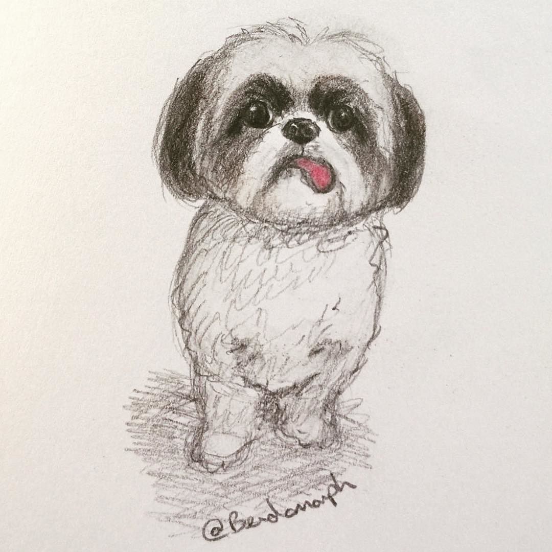 1080x1080 Shih Tzu Illustration @bendomorph Drew This Beautiful Portrait