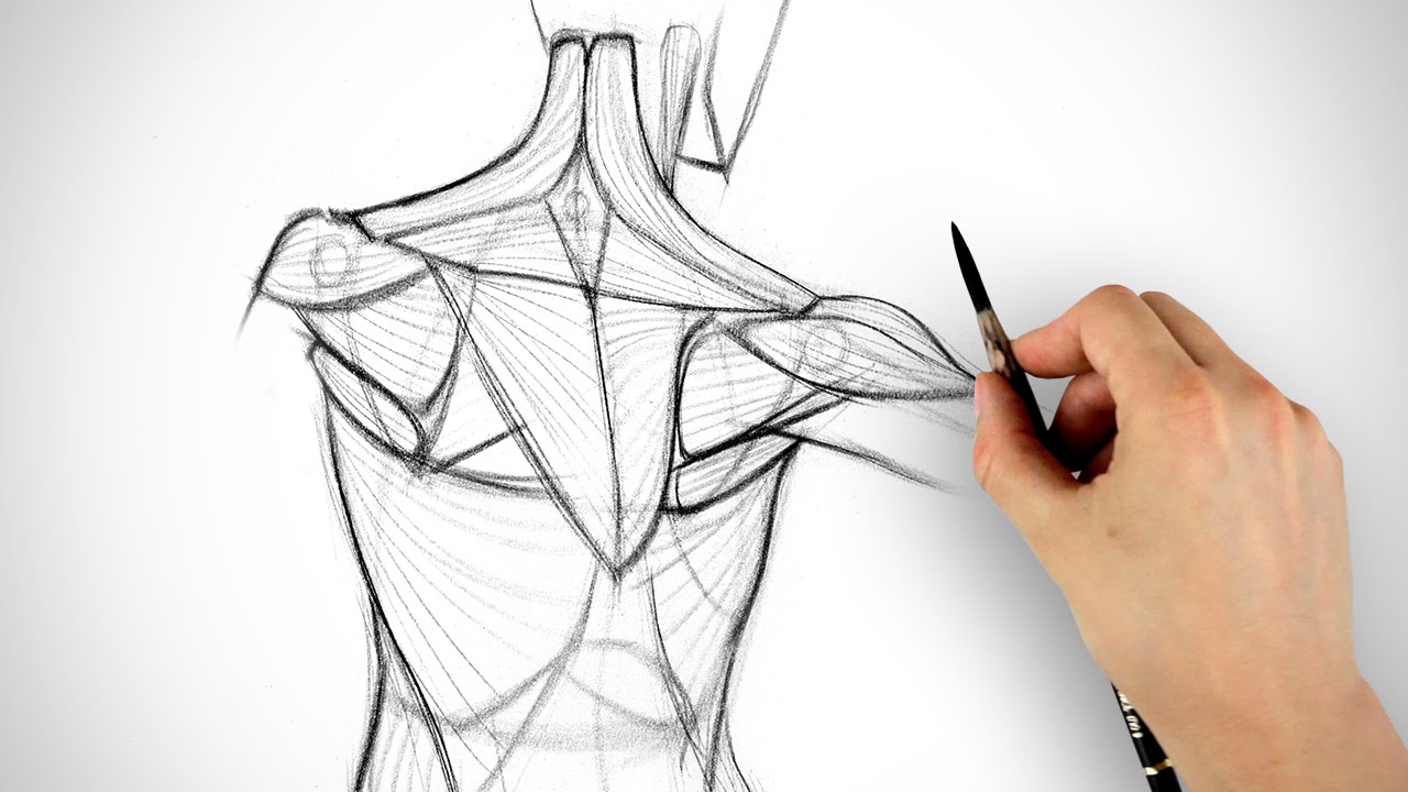 1280x720 How To Draw The Shoulder Bones
