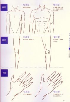236x344 Neck And Shoulders Artist Reference Anatomy Drawing Tutorial