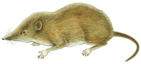 450x205 Stock Illustration