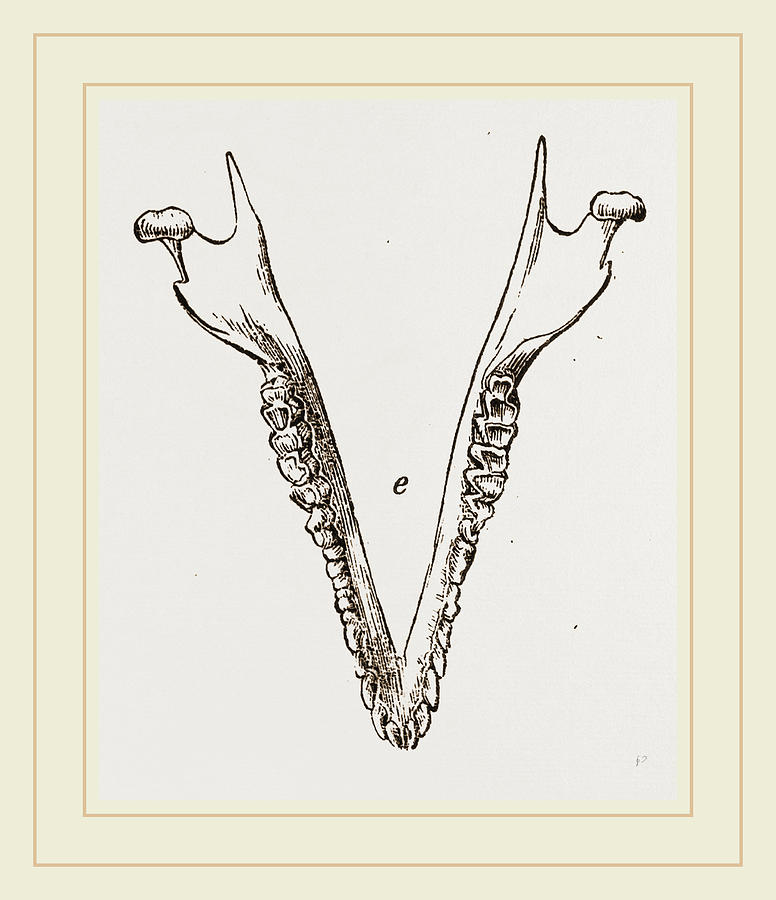776x900 Teeth Of Cape Elephant Shrew Drawing By Litz Collection