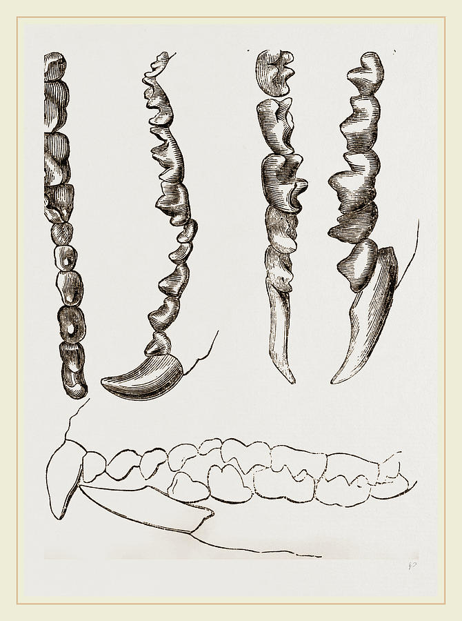 670x900 Teeth Of Shrew Drawing By Litz Collection