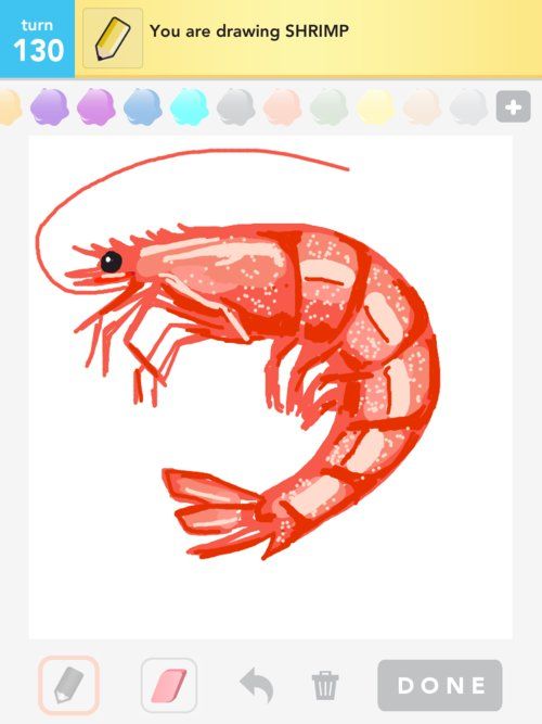 500x667 Shrimp Drawing Shrimp Drawings