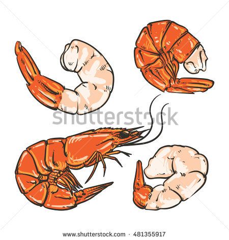 450x470 Shrimp Cocktail Drawing On A White Background. Seafood For A Party