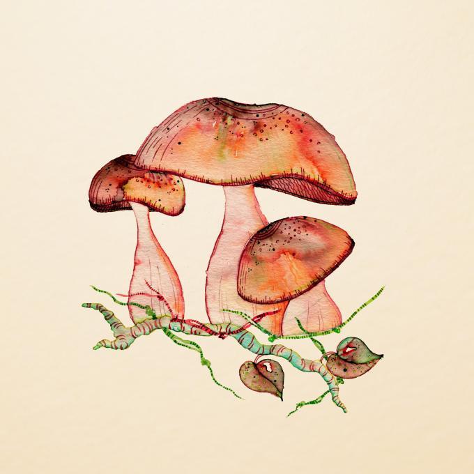 680x680 Wild Shrooms. Nature. Drawings. Pictures. Drawings Ideas For Kids