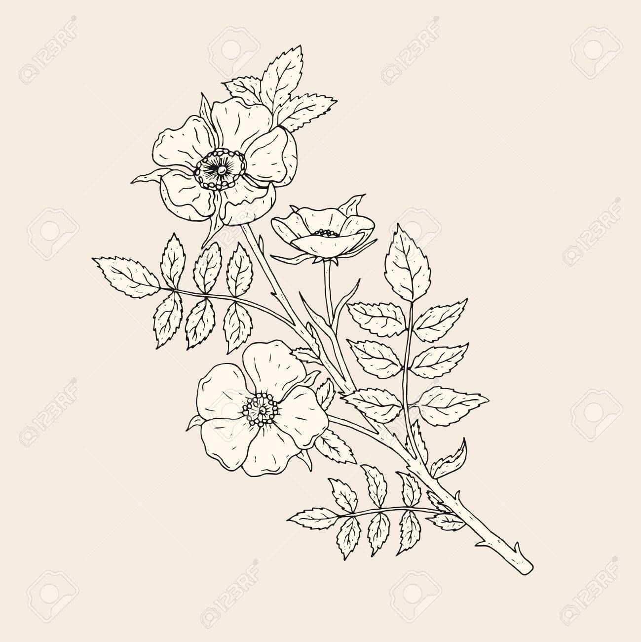 1299x1300 Elegant Drawing Of Dog Rose Flowers With Stem And Leaves