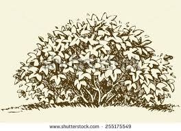 264x191 Image Result For Shrub Drawing Realistic How To Draw Realistic