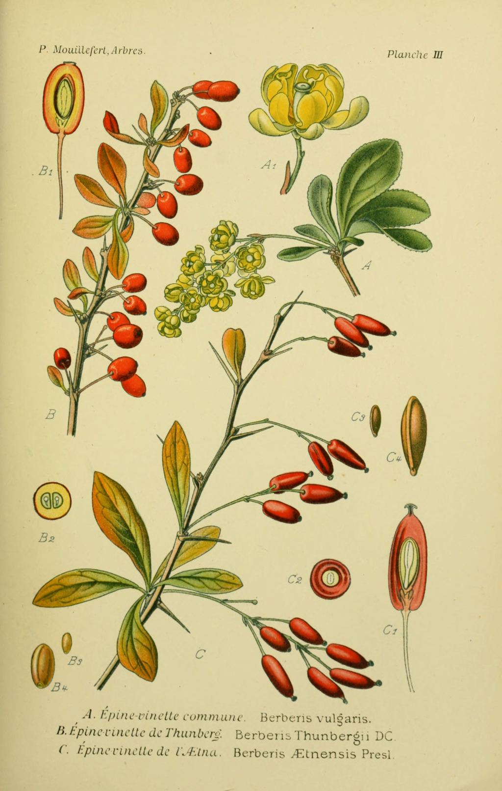 1024x1611 Img Drawings Trees Shrubs Trees And Shrubs 0047 Drawings Thorn