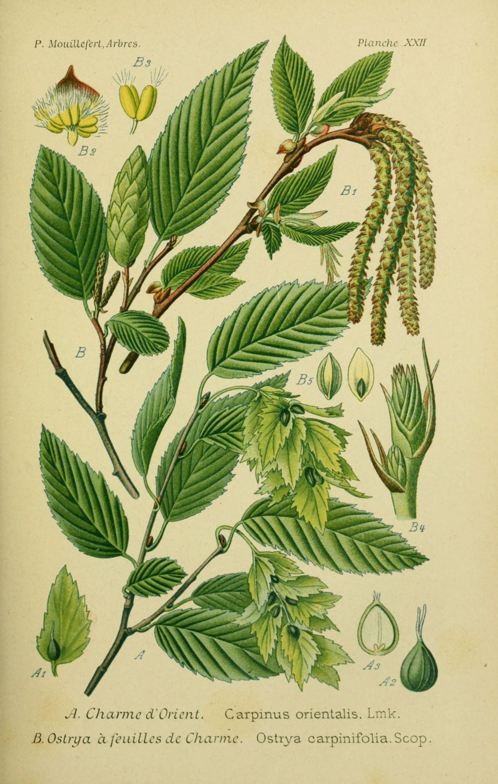 1024x1611 Img Trees Shrubs Designs Drawings Trees And Shrubs 0085 Ostrya