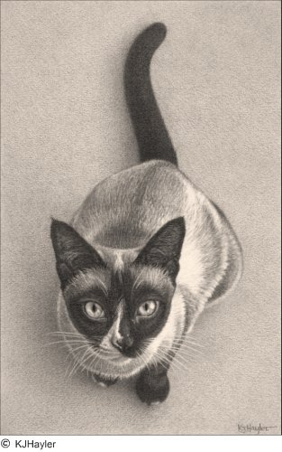 313x500 Sitting Pretty' Siamese Cat