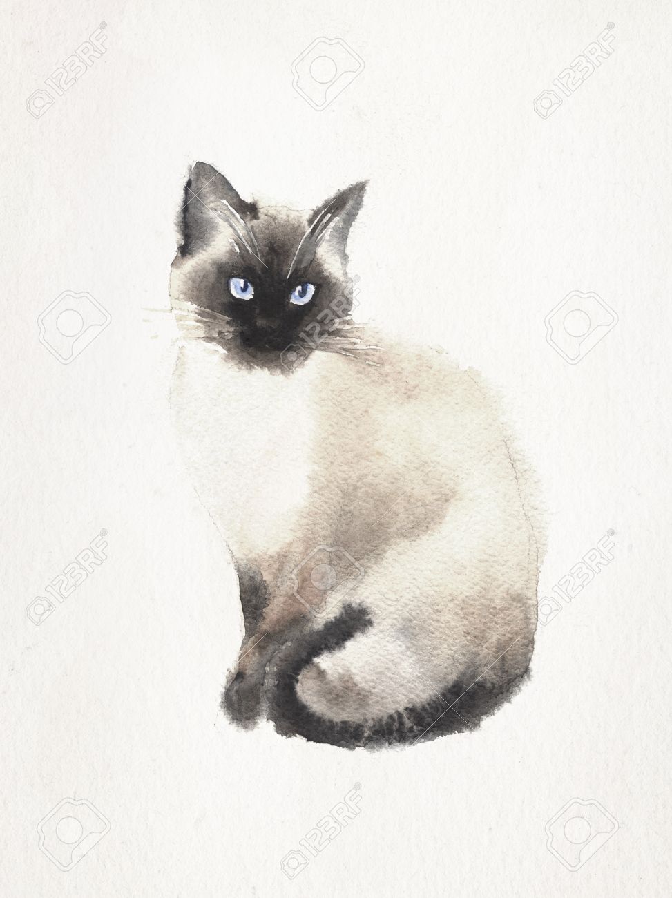 973x1300 Watercolor And Pen Drawing Of A Siamese Cat On A Vintage