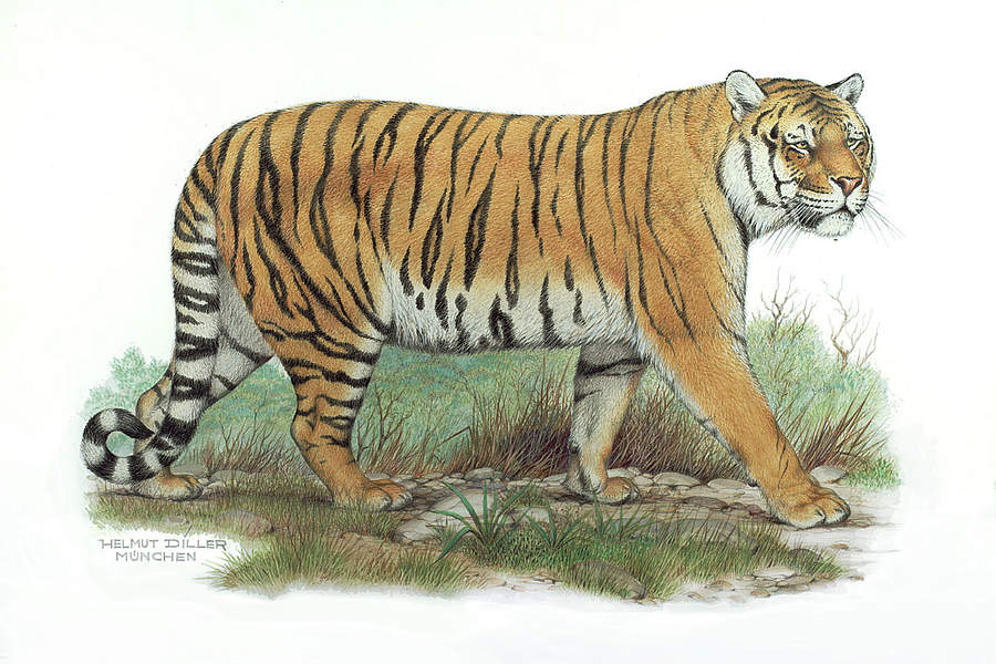 900x600 Image Seo All 2 Siberian Tiger, Post 18