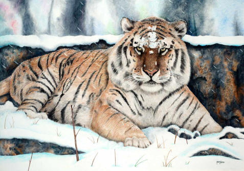 Siberian Tiger Drawing at GetDrawings | Free download