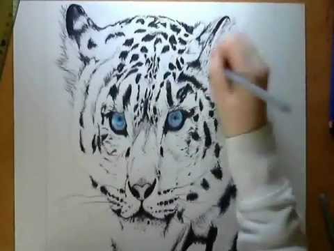 480x360 Speed Drawing Siberian Tiger