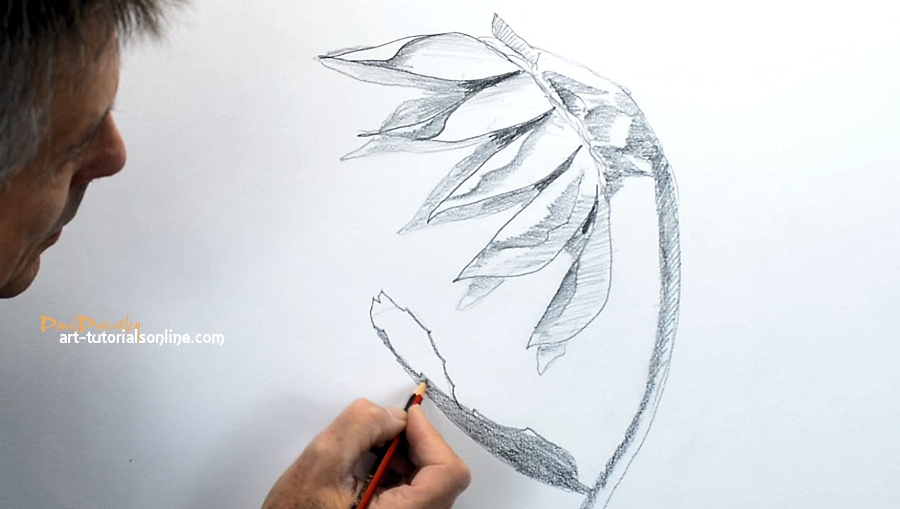 1280x724 How To Draw A Sunflower Sideview