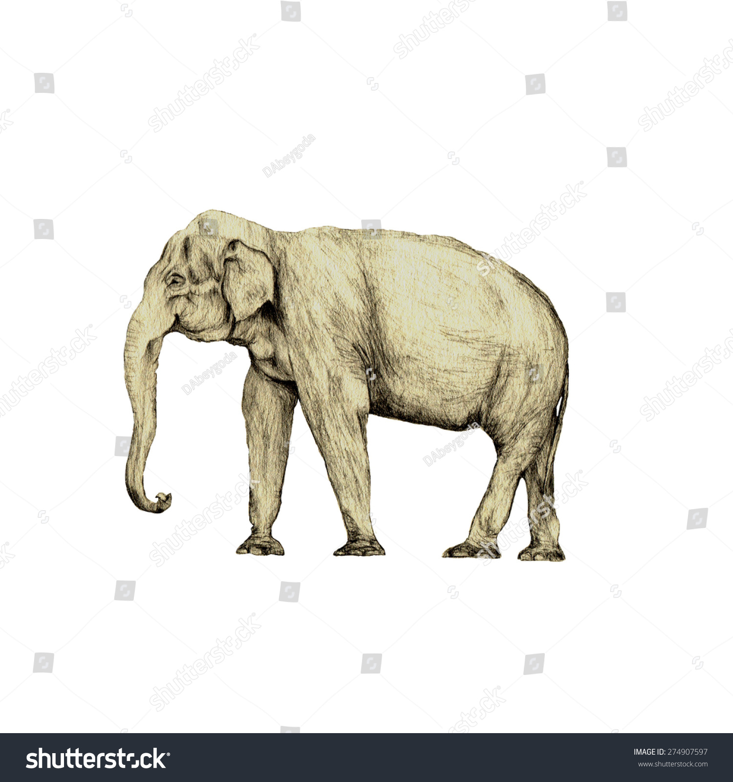 1500x1600 Elephant Side View Drawing High Quality Side View Illustration
