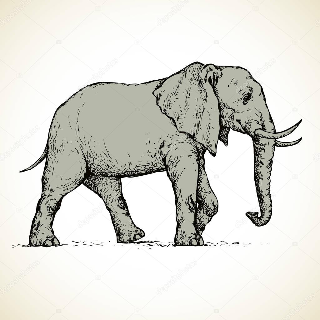 1024x1024 Elephant. Vector Drawing Stock Vector Marinka