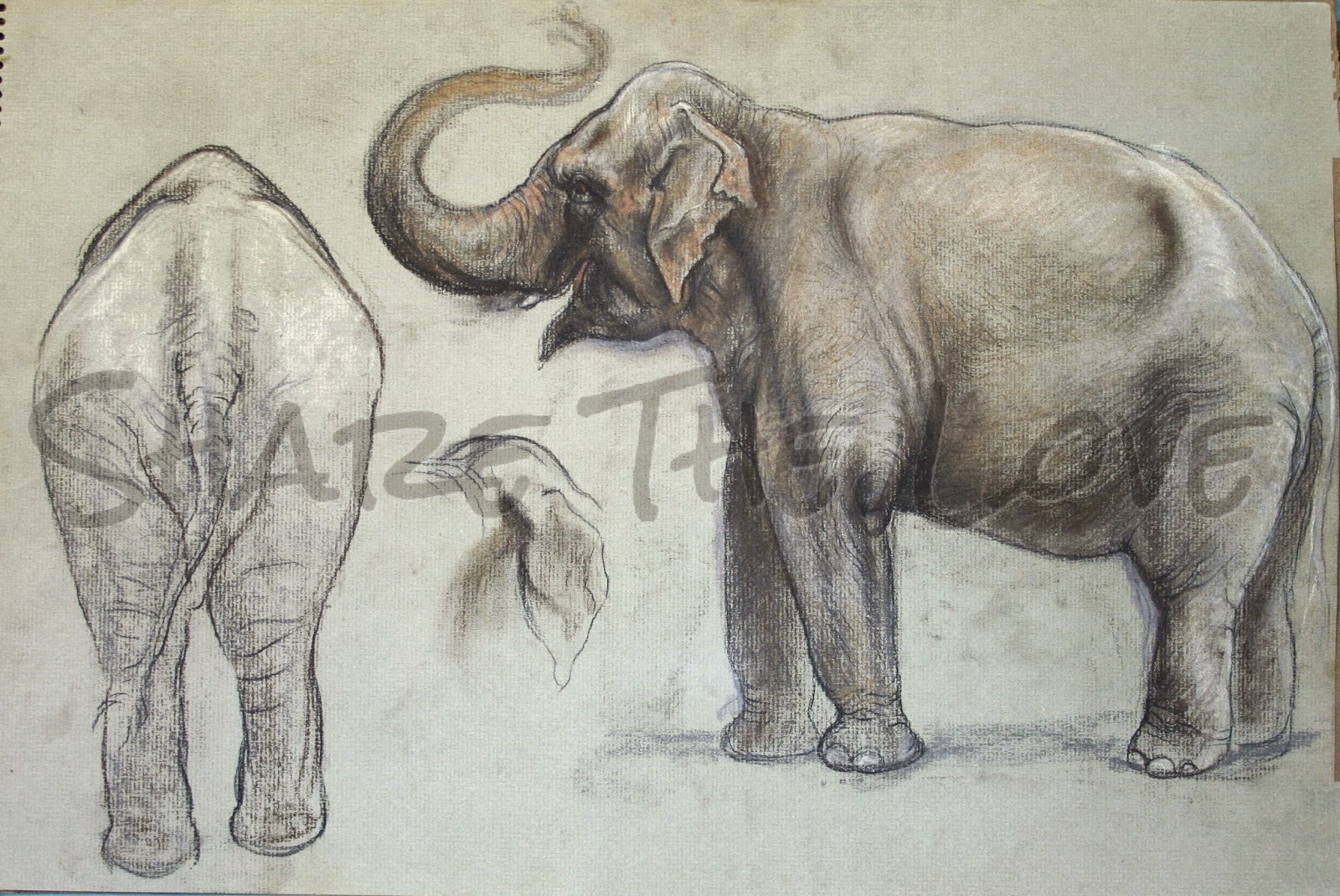 1600x1070 Share The Love Maureen's Elephant Drawings