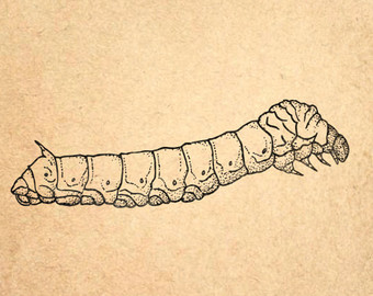 340x270 Silkworm Etsy