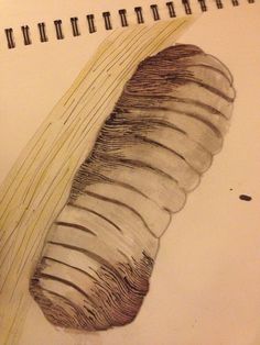 236x314 Drawing Of The Silk Worm Cocoon 1 My Individual Contribution