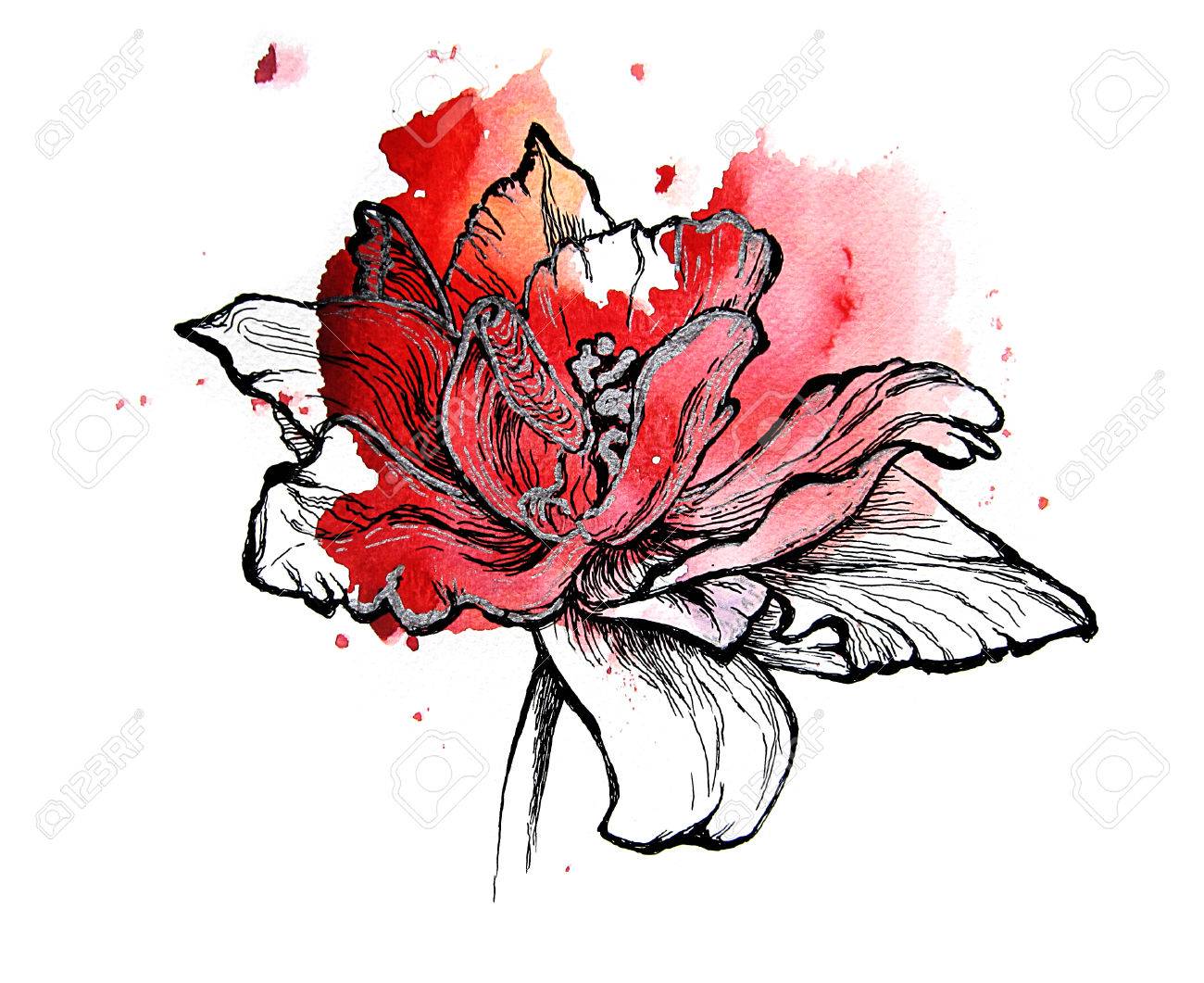 1300x1061 Red Tulip, Handmade Black And Silver Drawing On A Watercolor