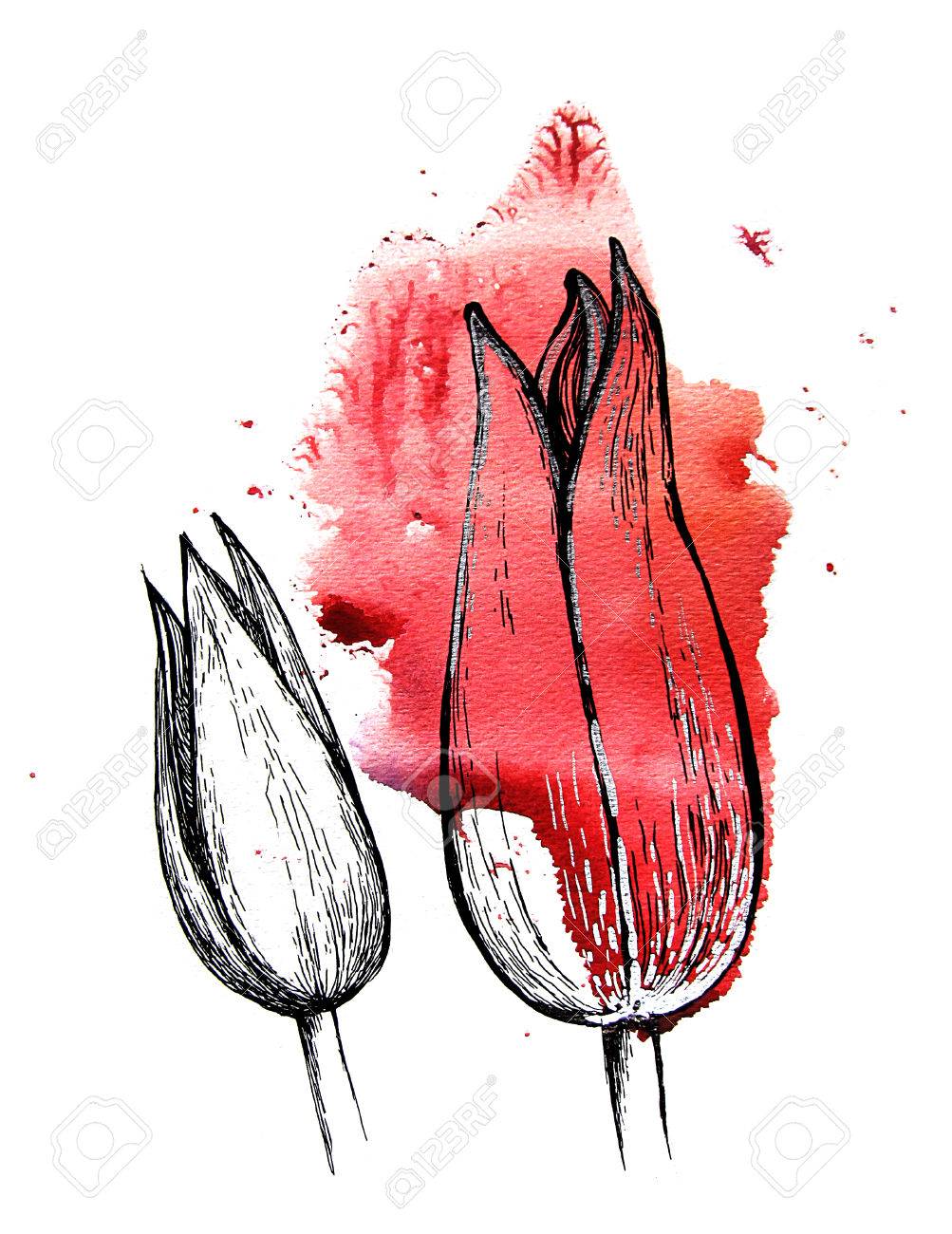 1003x1300 Red Tulip Buds, Handmade Black And Silver Drawing On A Watercolor