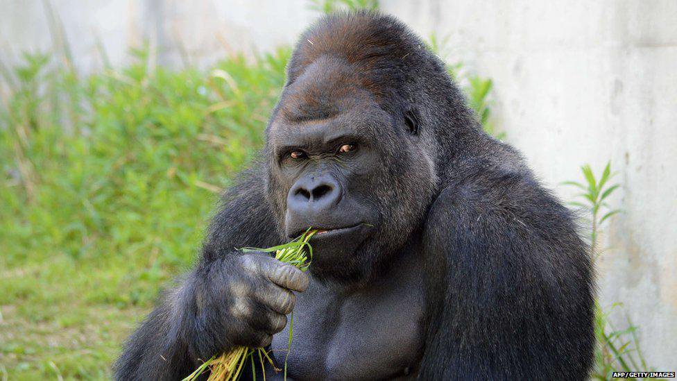 976x549 The Buff Silverback Gorilla Drawing Crowds Of Women To A Zoo