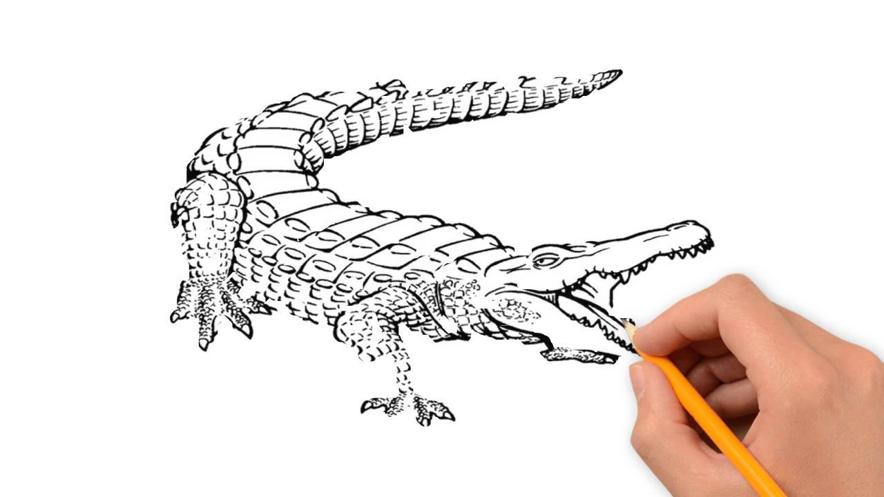 1280x720 Crocodile Animals Pencil To Draw Step By Step