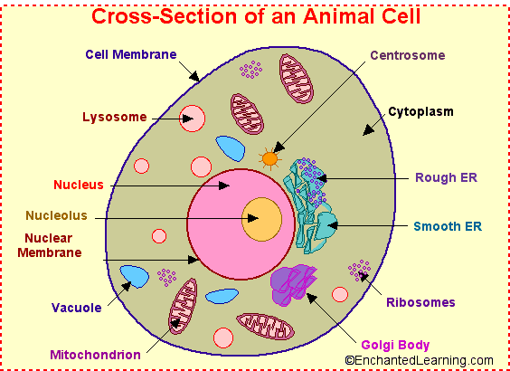 564x410 Animal Cell Anatomy