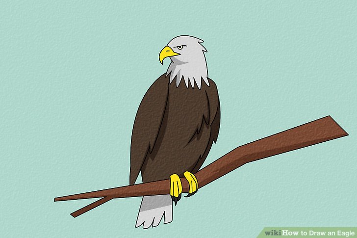 728x485 4 Ways To Draw An Eagle