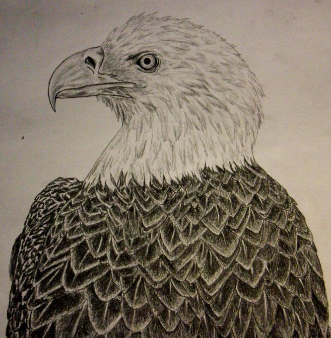 667x680 Eagle Head. Birds. Drawings. Pictures. Drawings Ideas For Kids