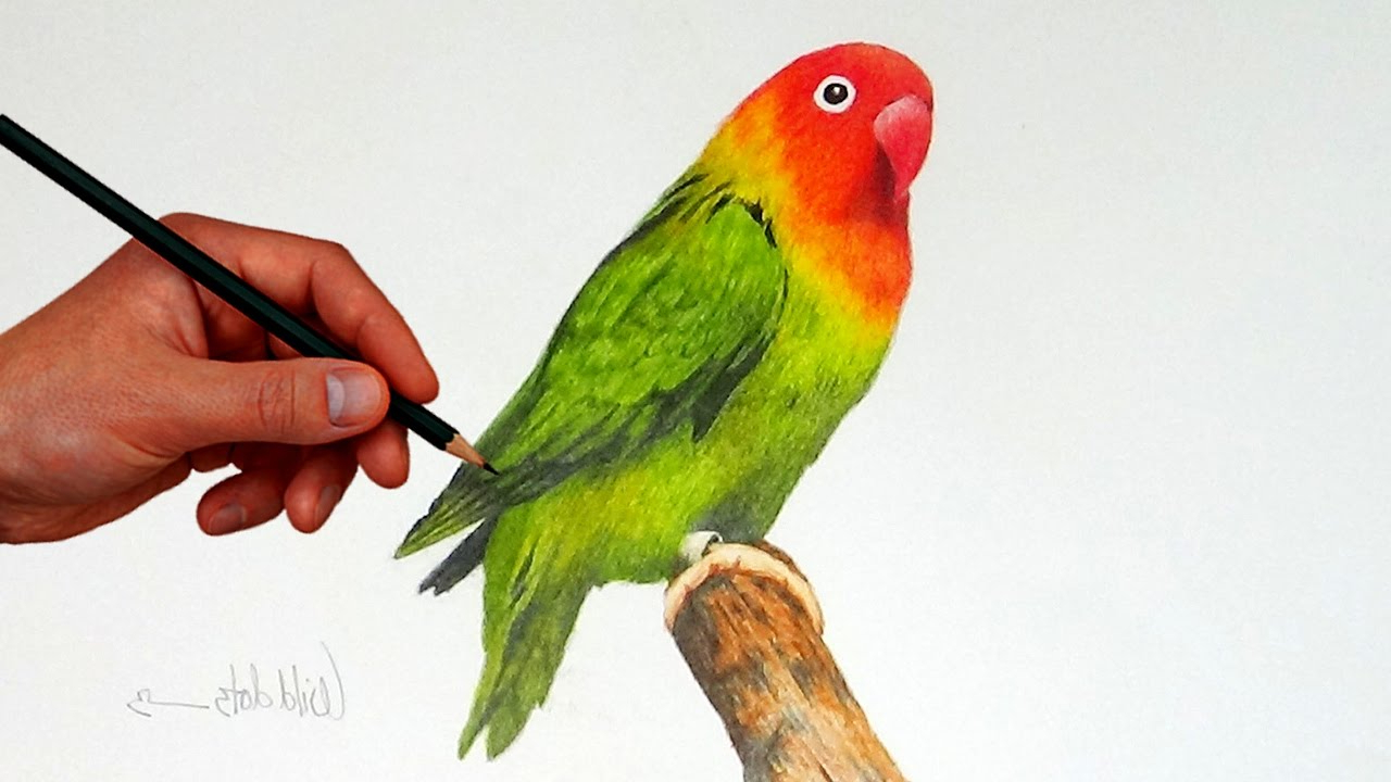 1280x720 Pencil Painting Of Love Birds Drawing A Love Bird With Simple