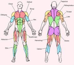 236x209 Simple Muscle Diagram For Kids