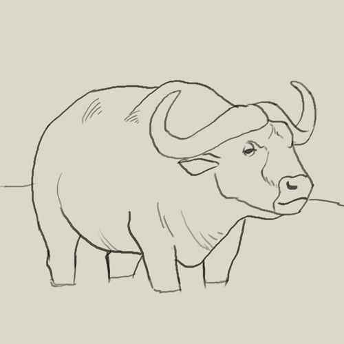 500x500 How To Draw Water Buffalo