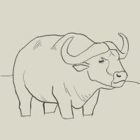 200x200 How To Draw Water Buffalo Drawing Amp Painting Tutorials