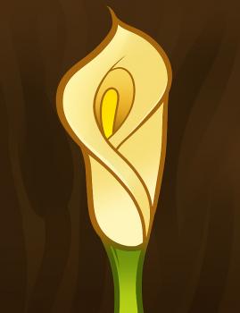 269x350 How To Draw How To Draw A Lily For Kids, Calla Lily