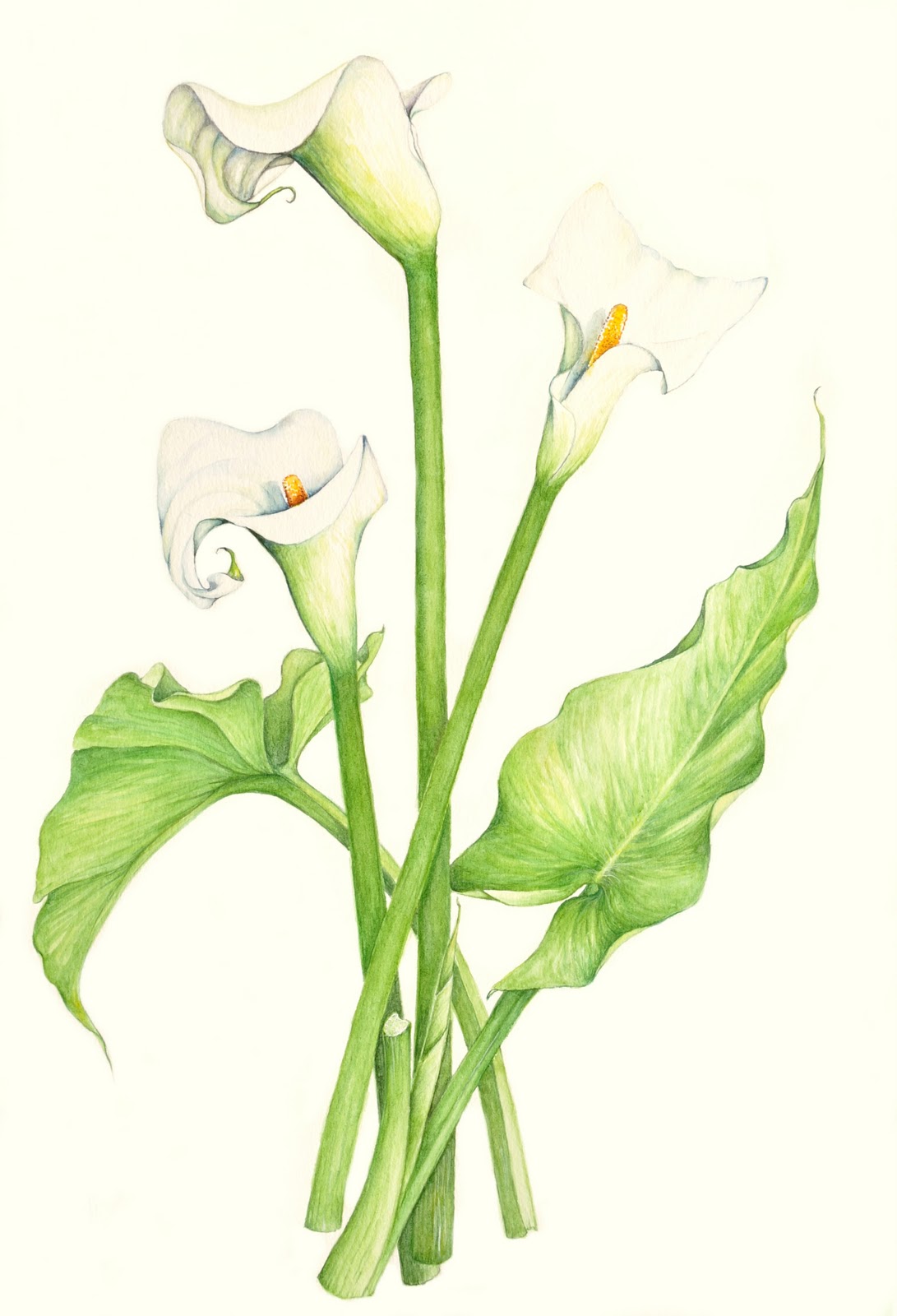 Simple Calla Lily Drawing at GetDrawings | Free download