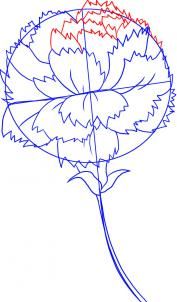 177x302 Gallery How To Draw Carnations Flowers,