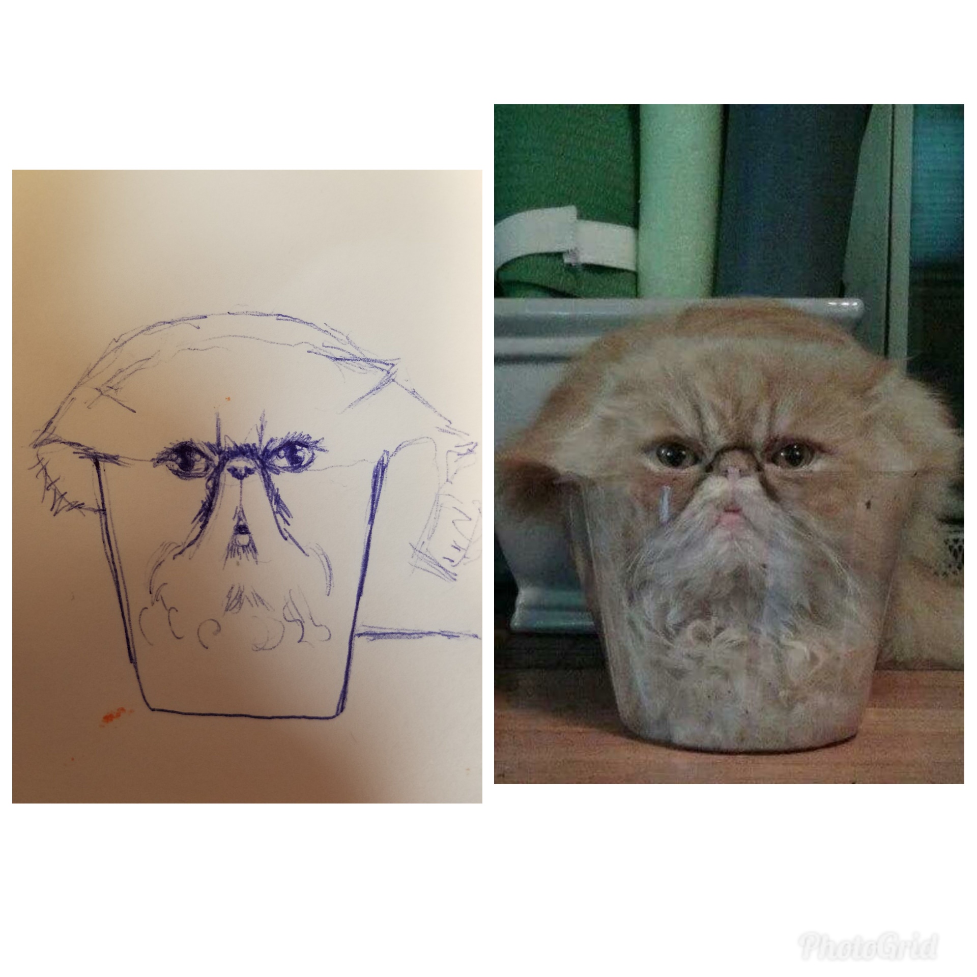 1920x1920 Simple Cat Drawings