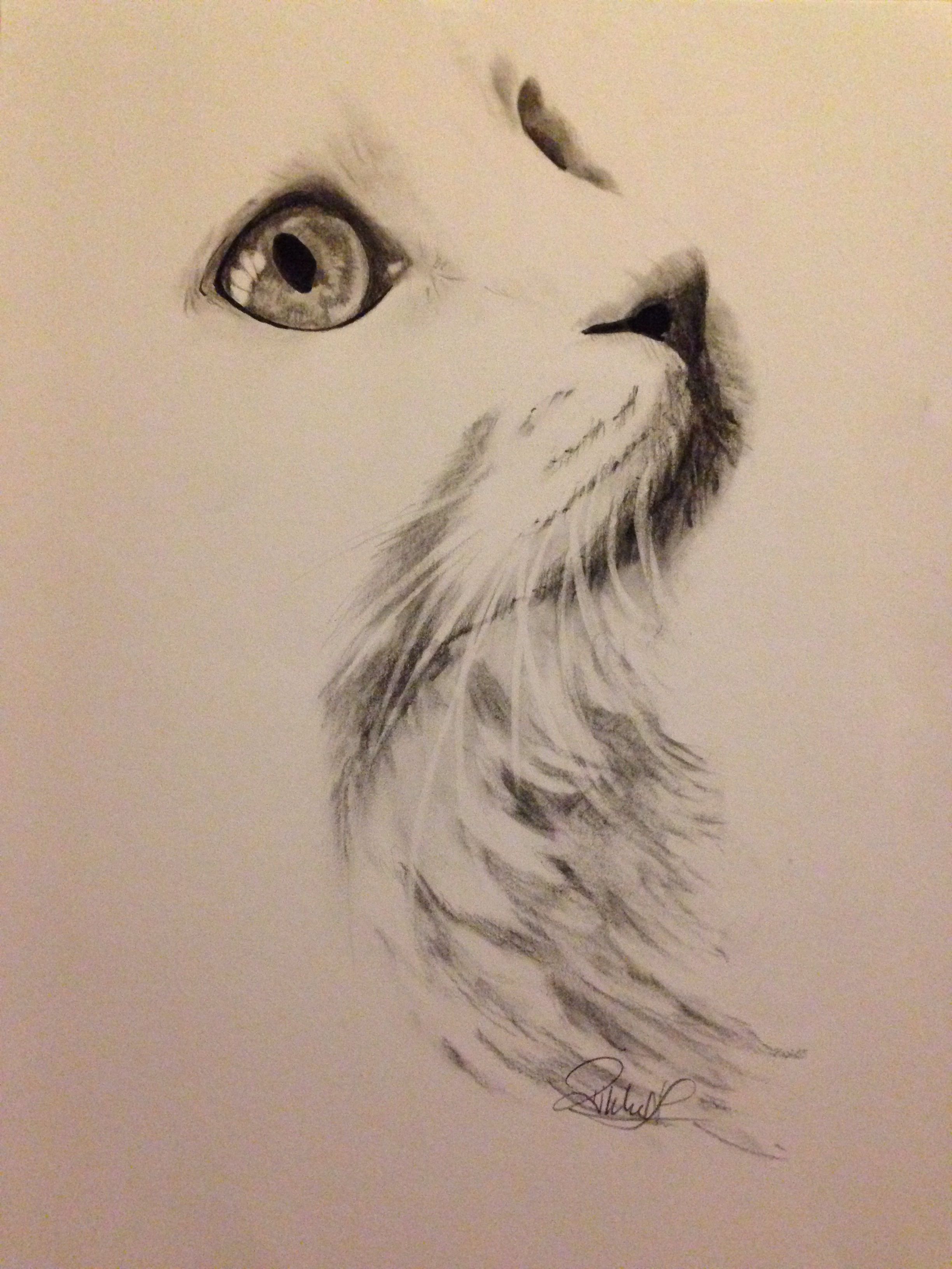2448x3264 White Cat Charcoal Drawing Was Looking For Tattoos, But I Couldn