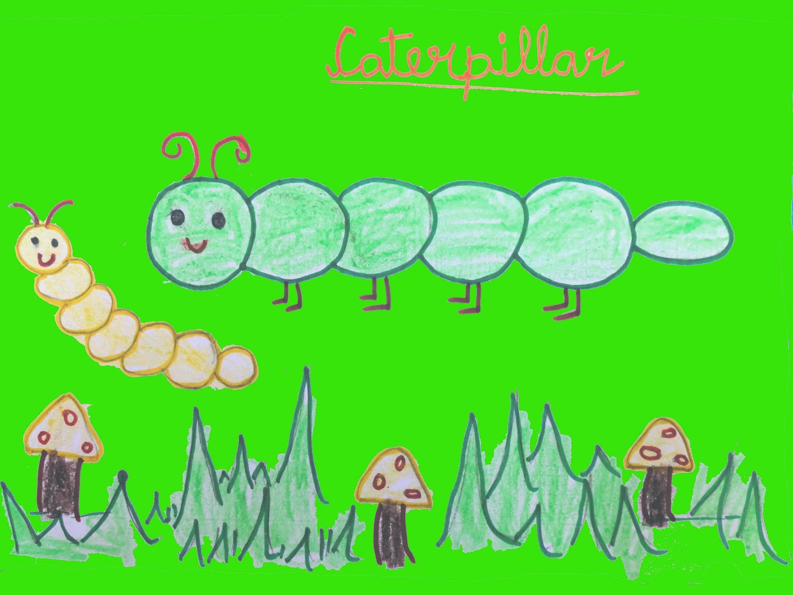 1600x1200 The Very Hungry Caterpillar Facts And Drawing Virtual Kidspace