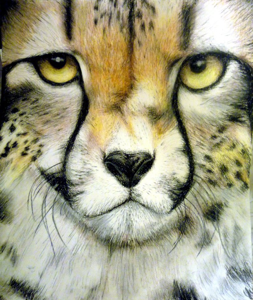 812x960 Simple Realistic Cheetah Drawing