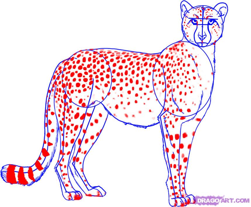 859x707 How To Draw A Cheetah Step 5 Art Cheetahs, Simple