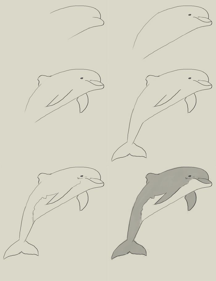 700x913 How To Draw Dolphin Drawing Lessons Drawings
