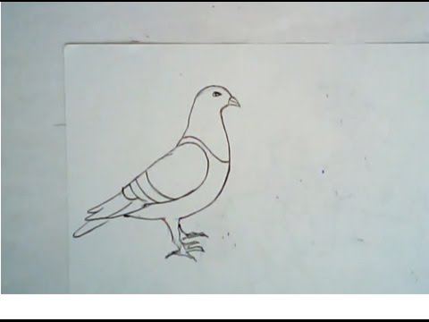 480x360 How To Draw A Pigeon (Simple Drawing)