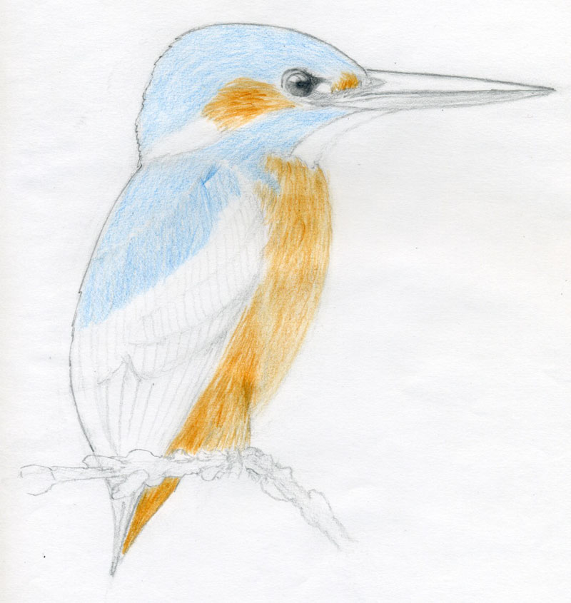 800x845 How To Draw A Bird And What You Need To Know