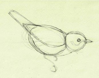 347x275 How To Draw Birds And Master Feathers In 4 Simple Steps Mark