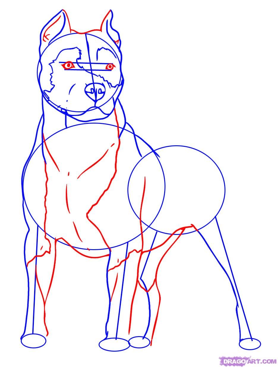 936x1236 How To Draw A Pitbull, Step By Step, Pets, Animals, Free Art