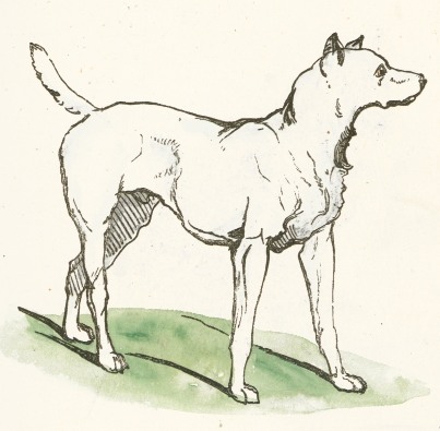 403x395 Simple Dog Drawing