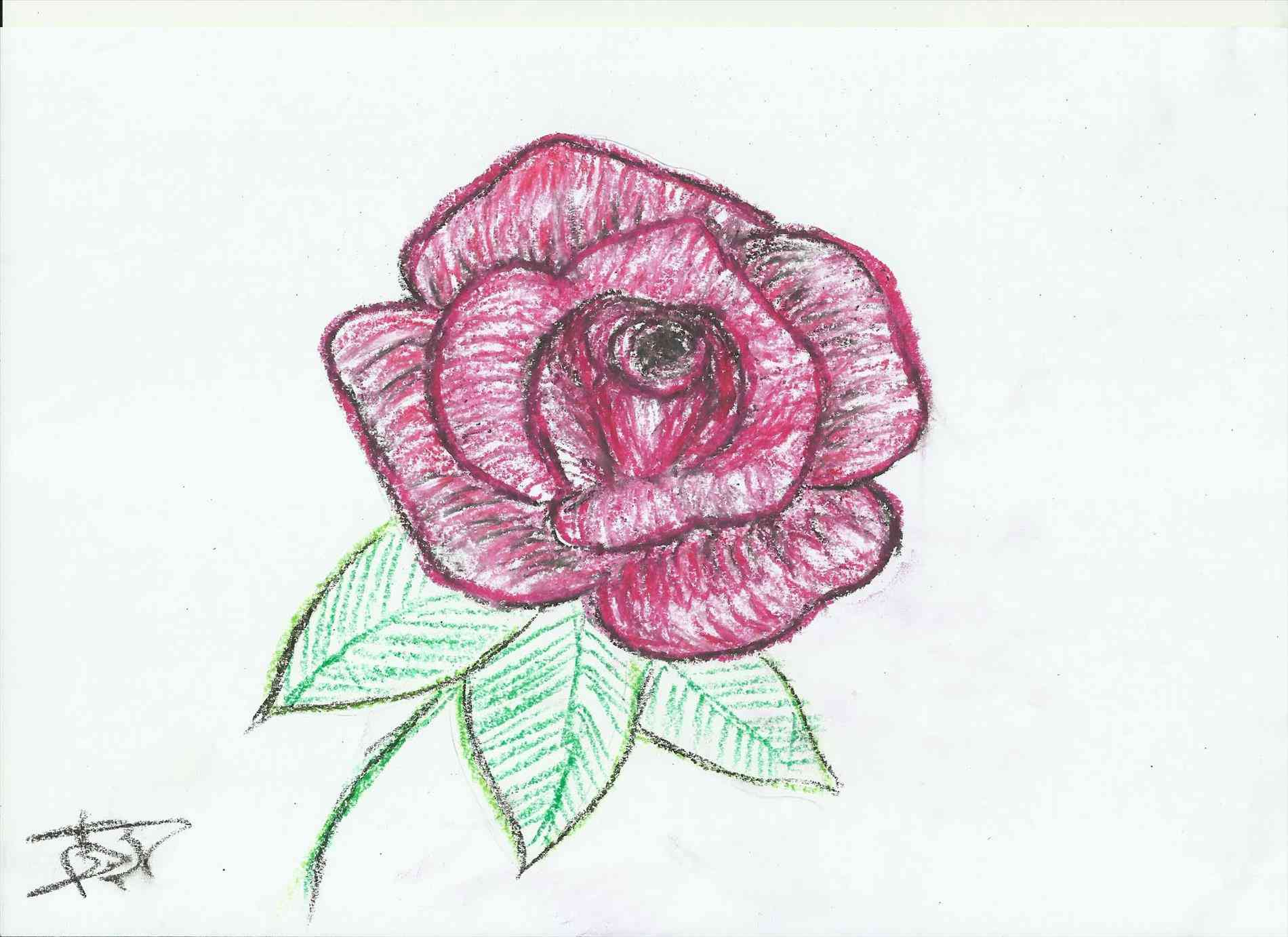 1900x1382 Easy To Draw Rose Flower Drawings Of Roses Easy. How To Draw